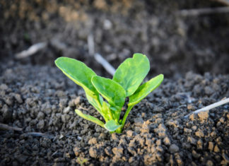 Semina nell’orto 958 0 La semina nellorto_ok